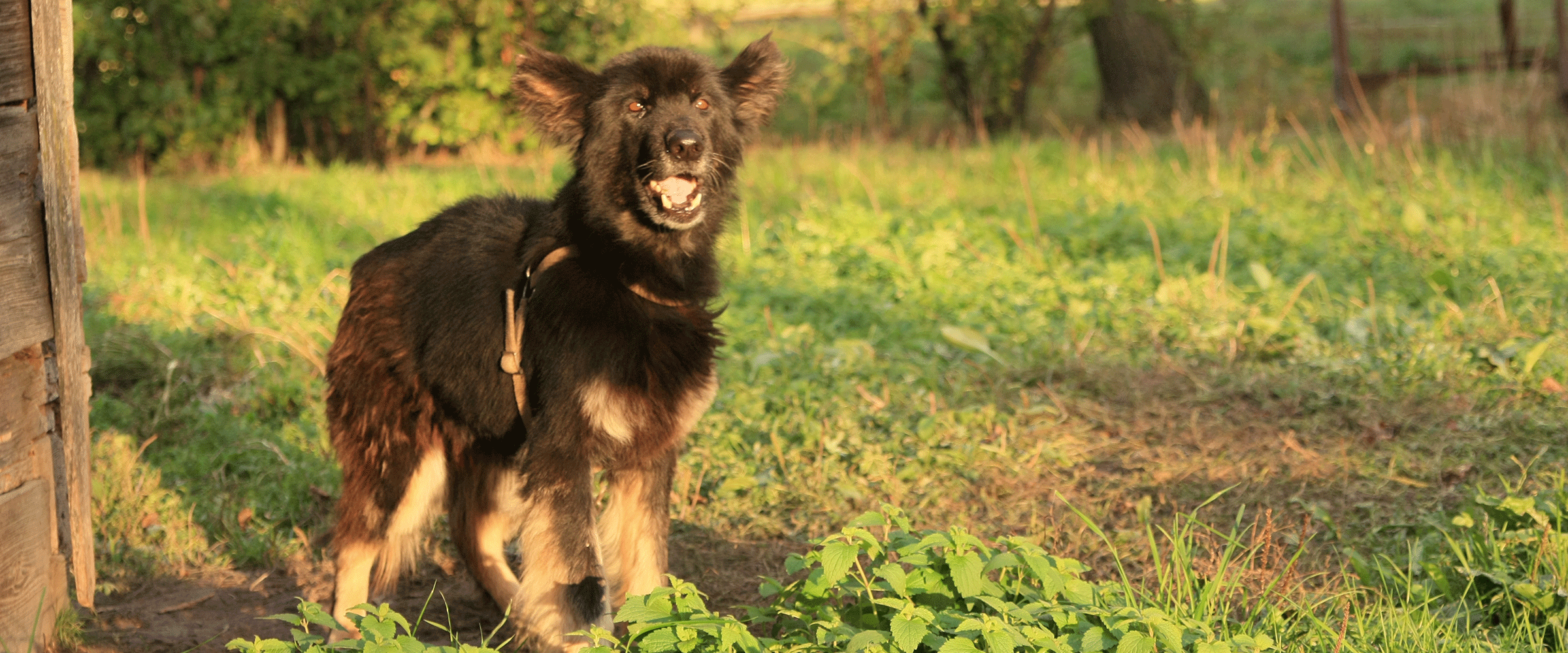 Dog Friendly Lithuania
