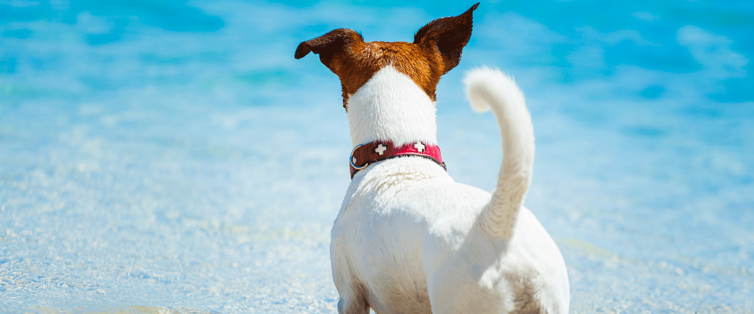 Dog Friendly Martinique