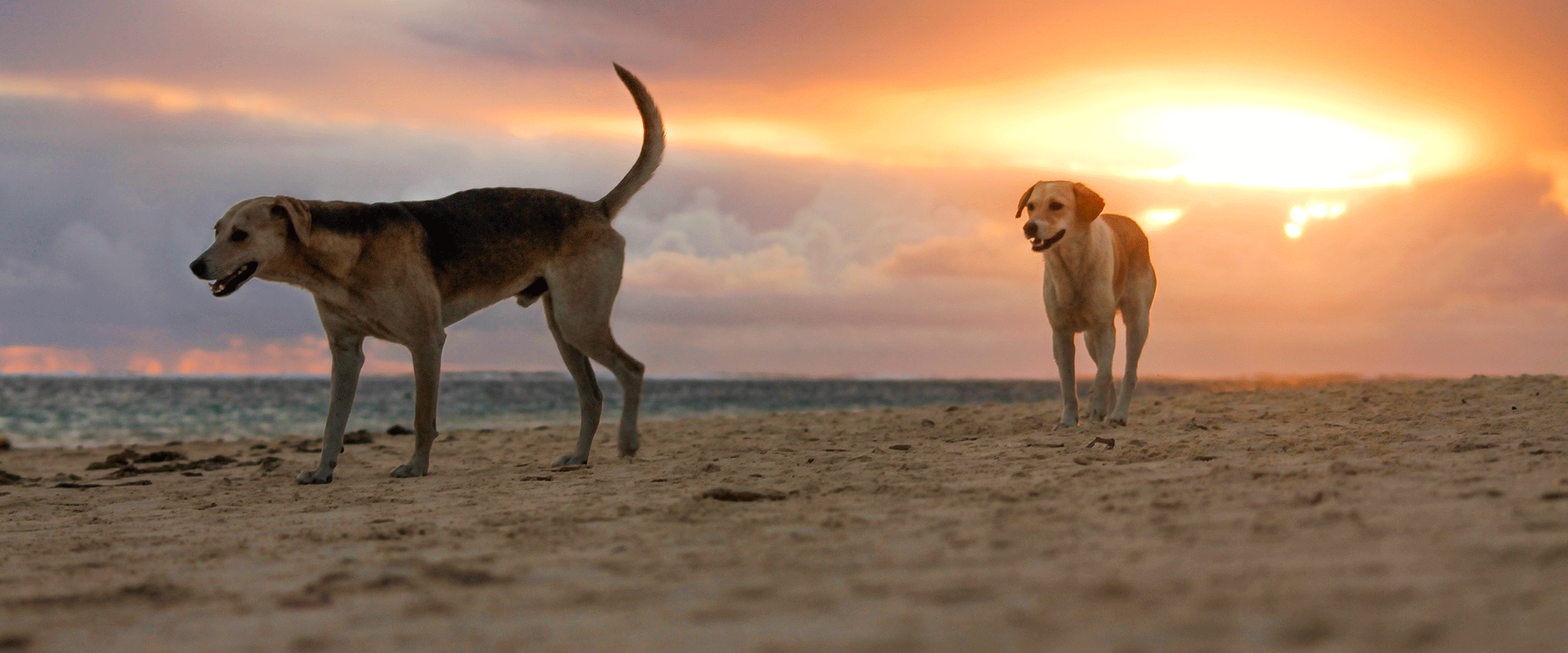 Dog Friendly Mauritius