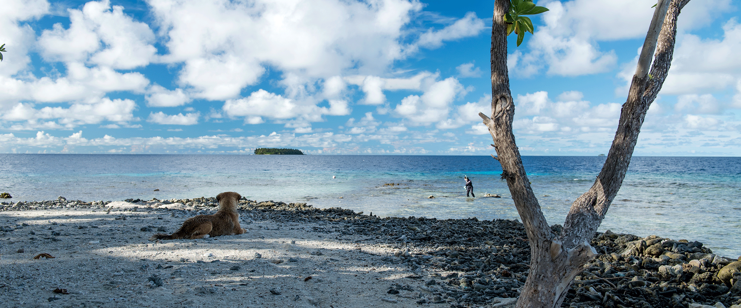 Dog Friendly Federated States of Micronesia