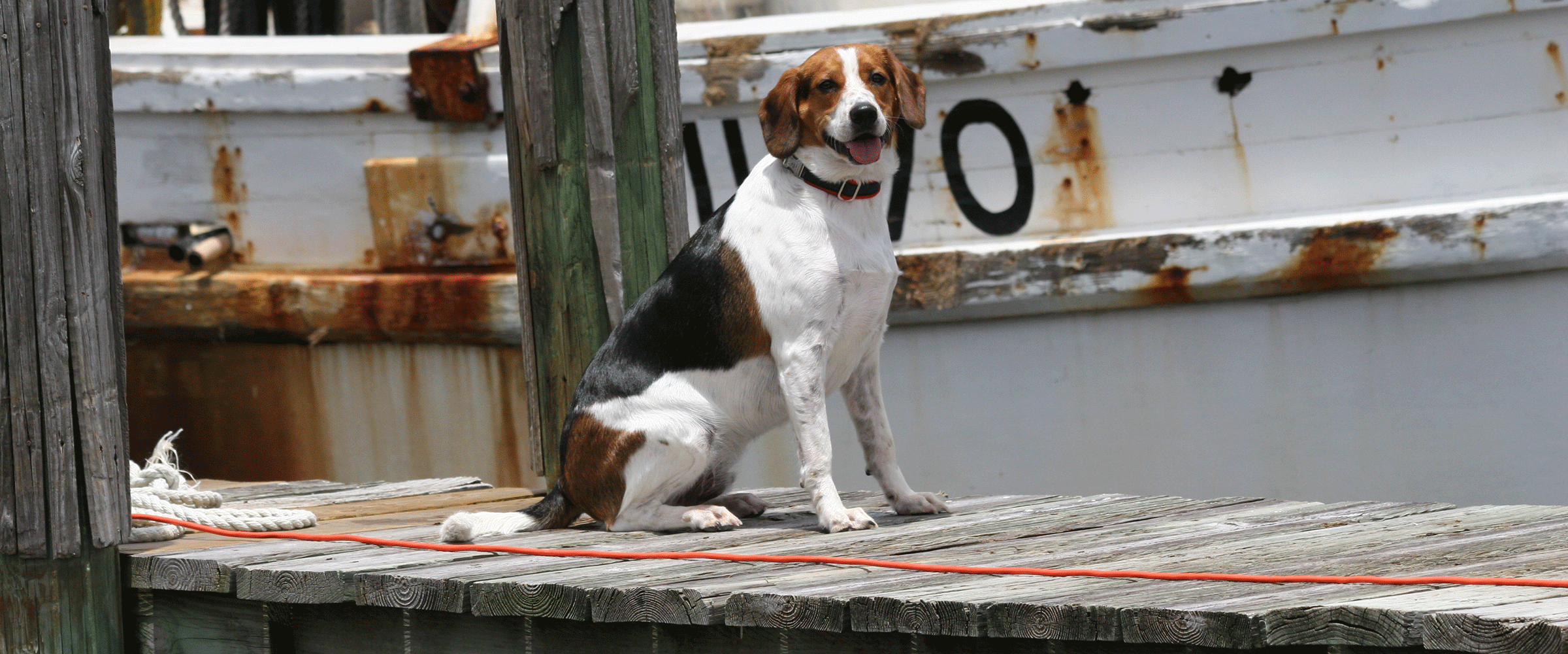 Dog Friendly Mississippi