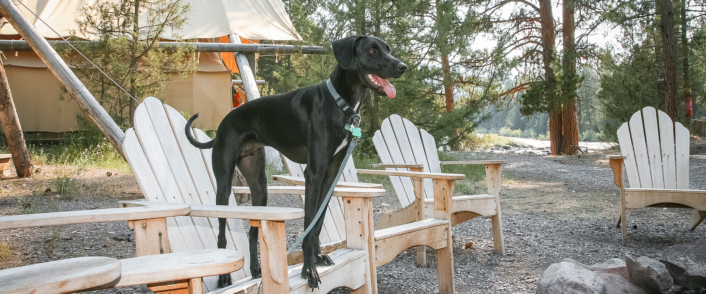 Dog Friendly Montana