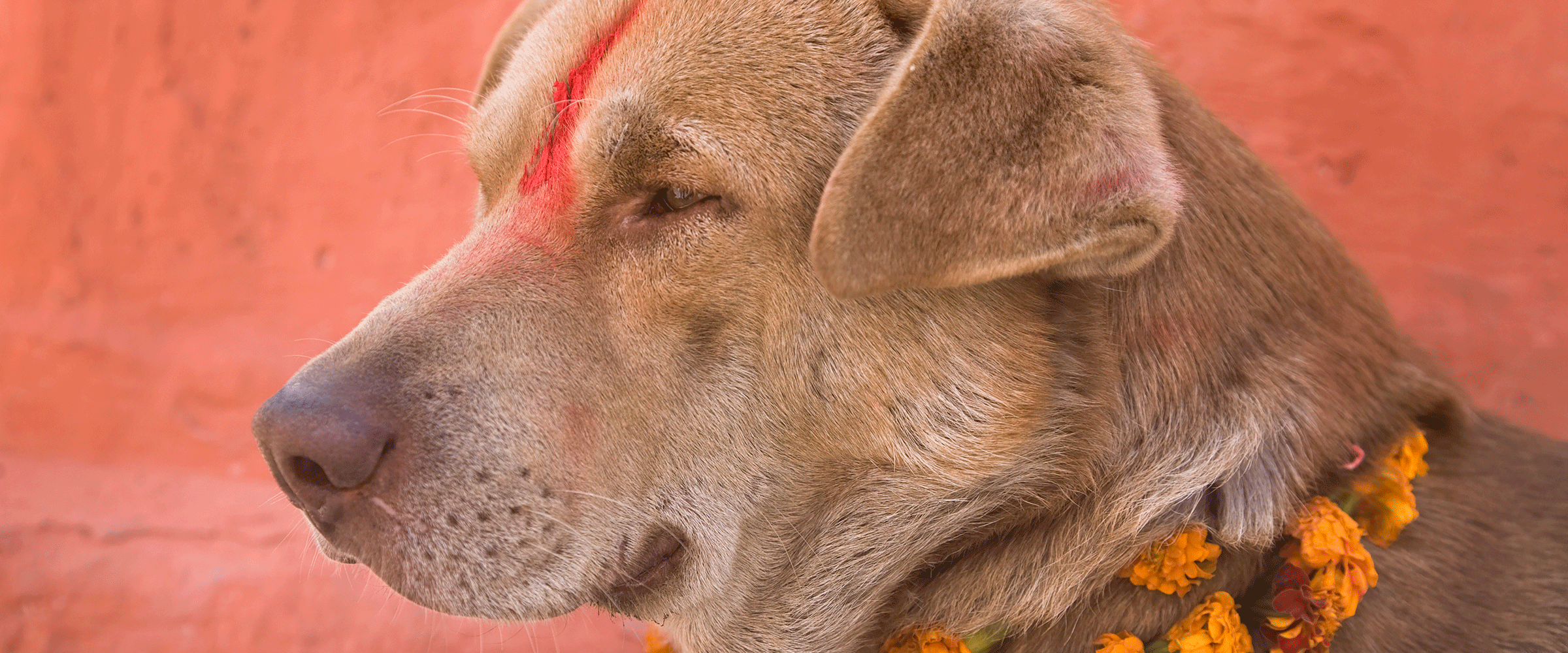 Dog Friendly Nepal