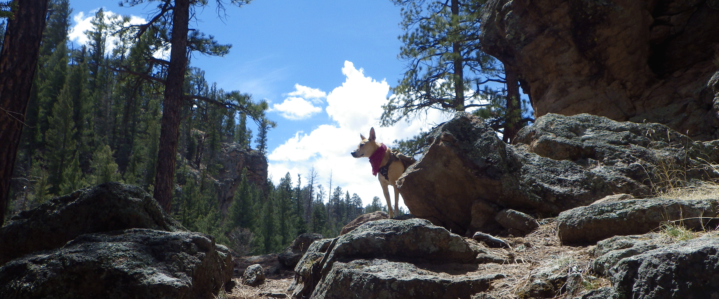 Dog Friendly New Mexico