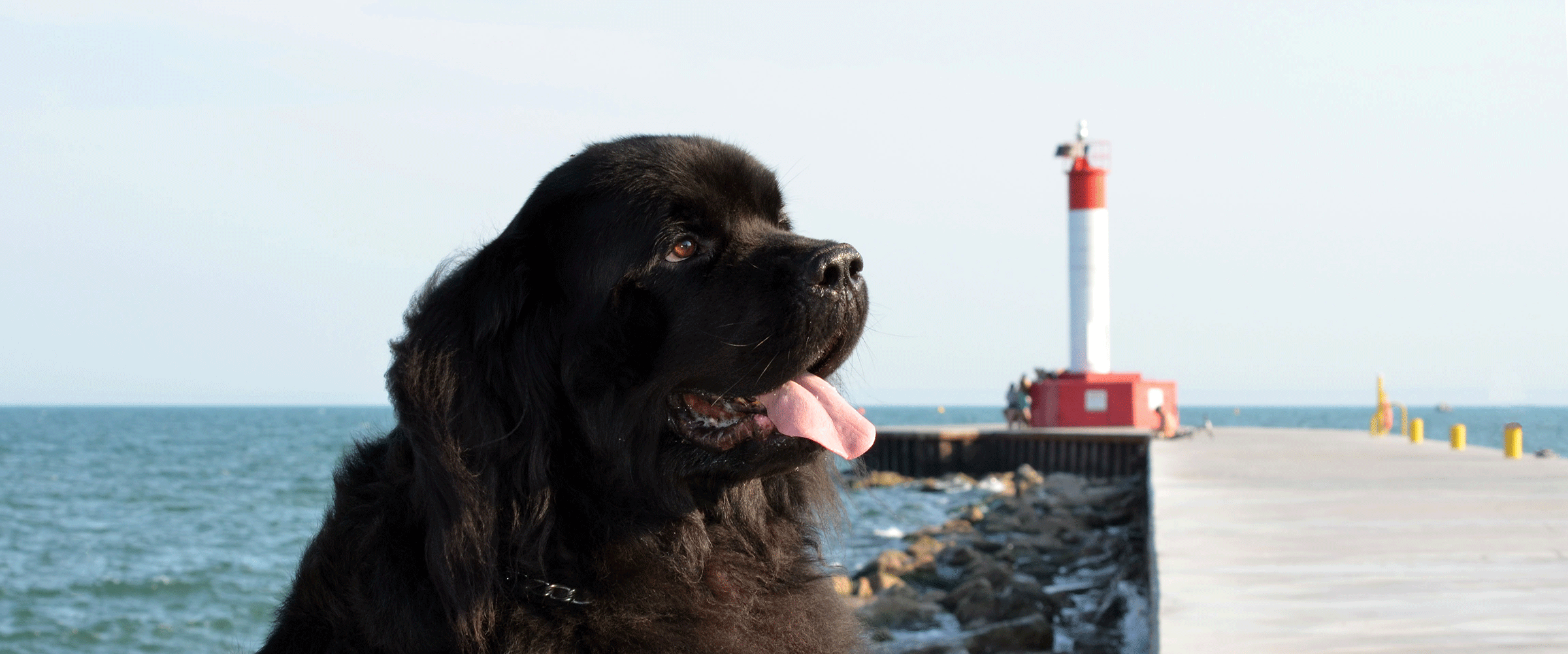 Dog Friendly Newfoundland