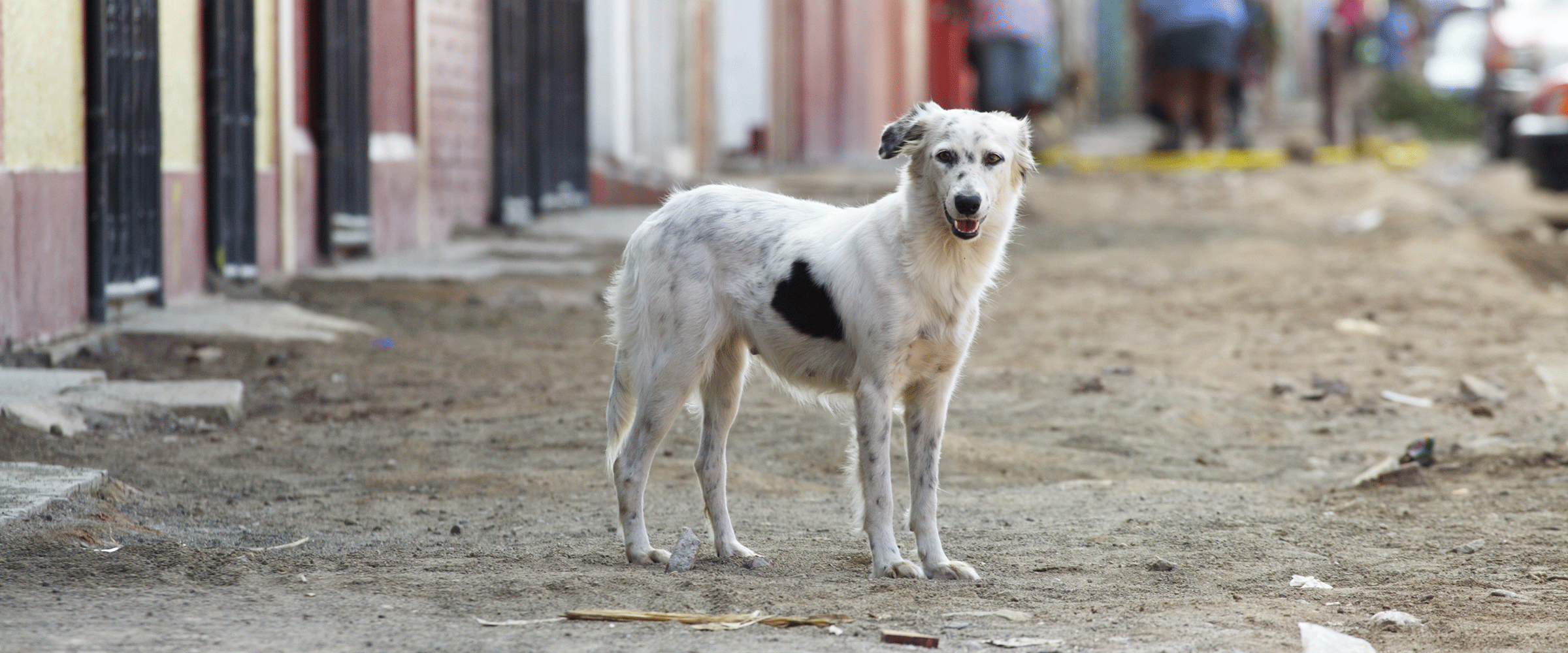 Dog Friendly Nicaragua
