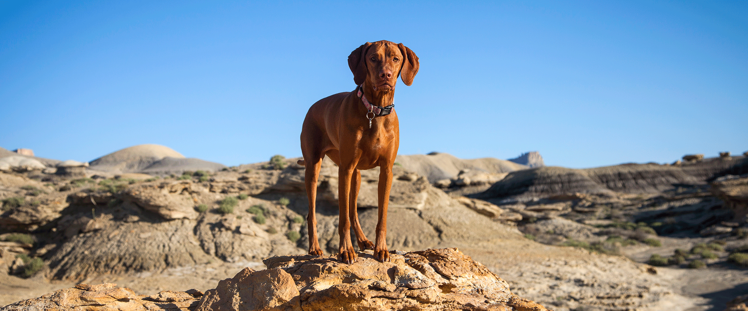 Dog Friendly North Dakota