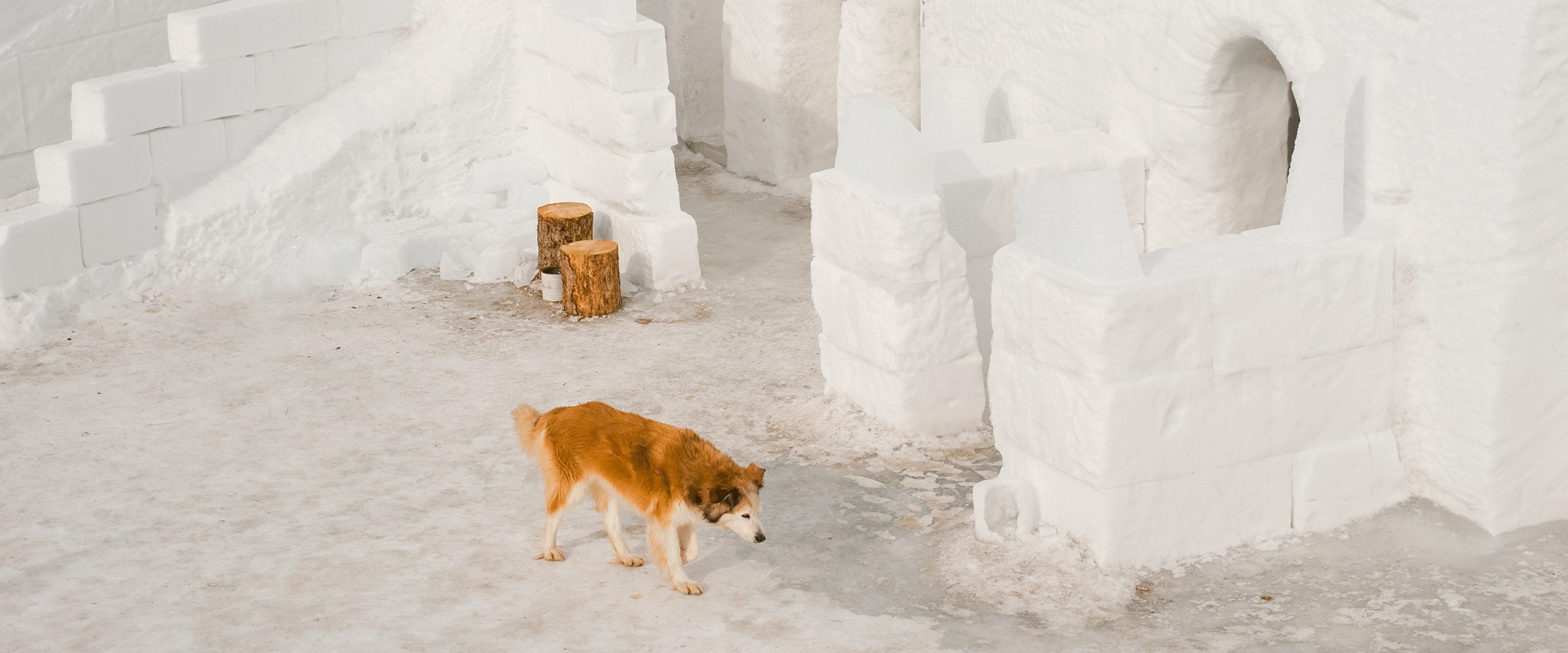 Dog Friendly Northwest Territories