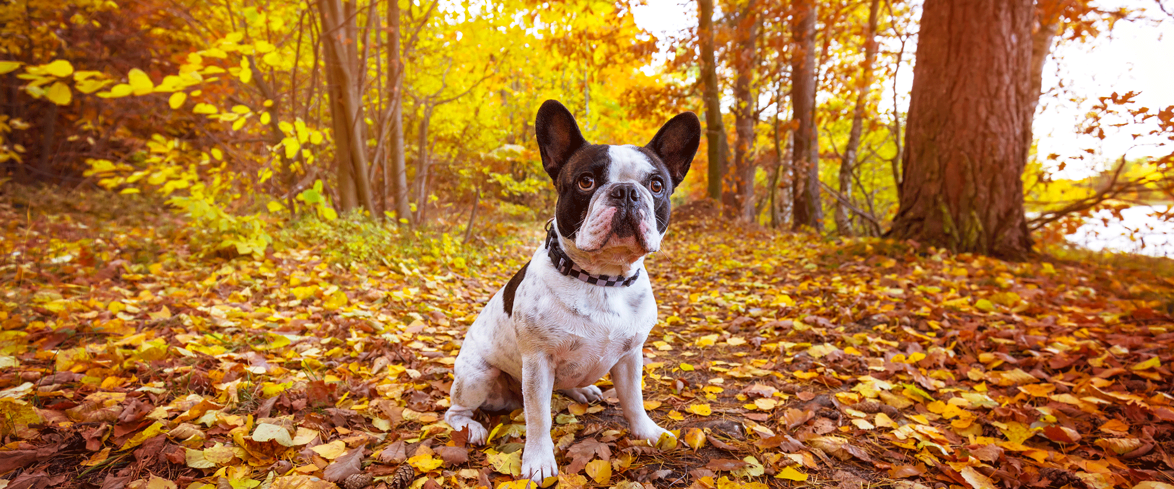 Dog Friendly Poland