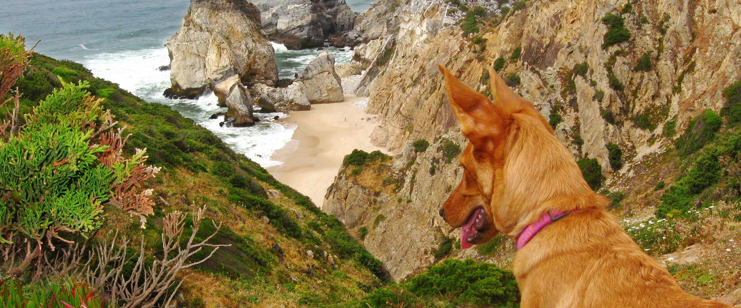 Dog Friendly Portugal