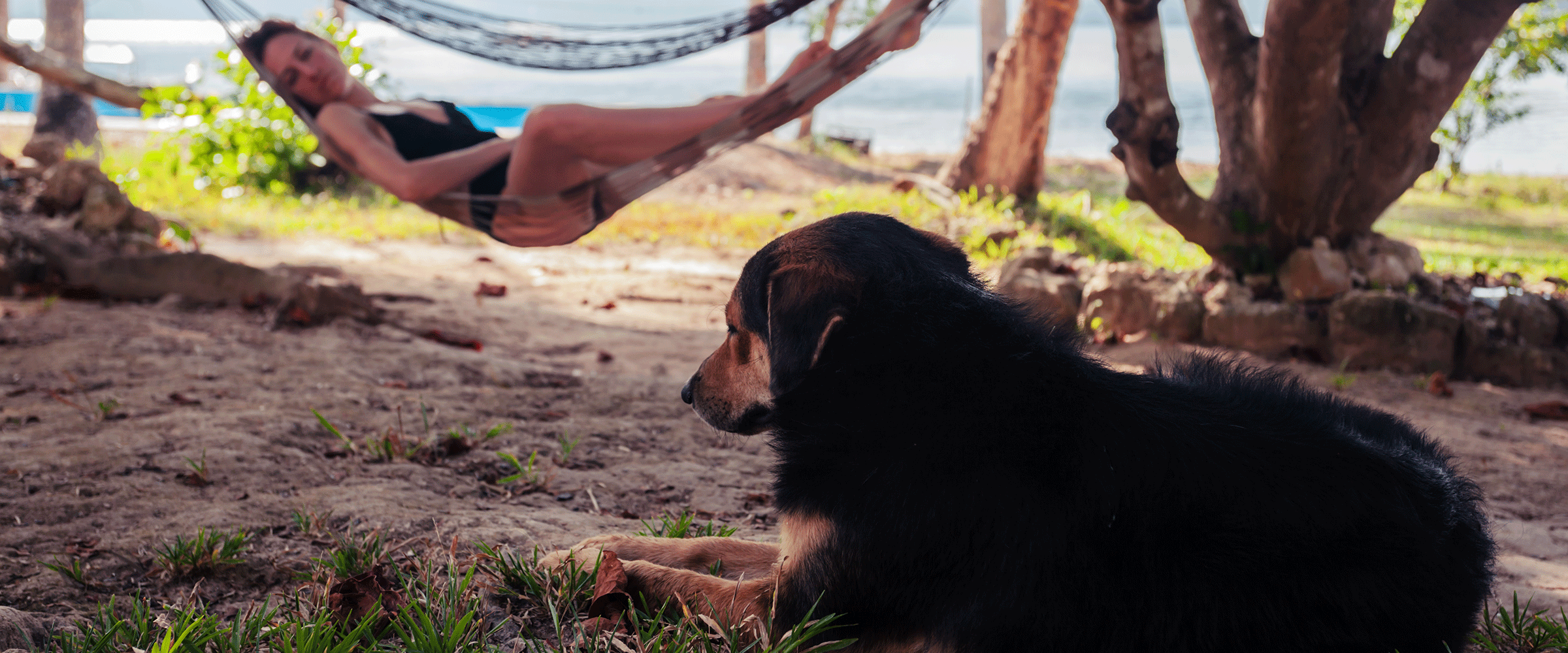 Dog Friendly St. Lucia