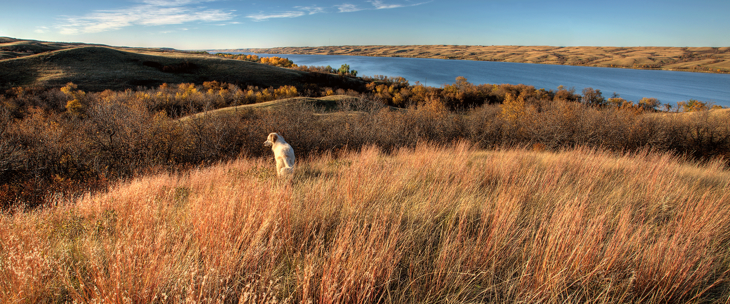 Dog Friendly Saskatchewan