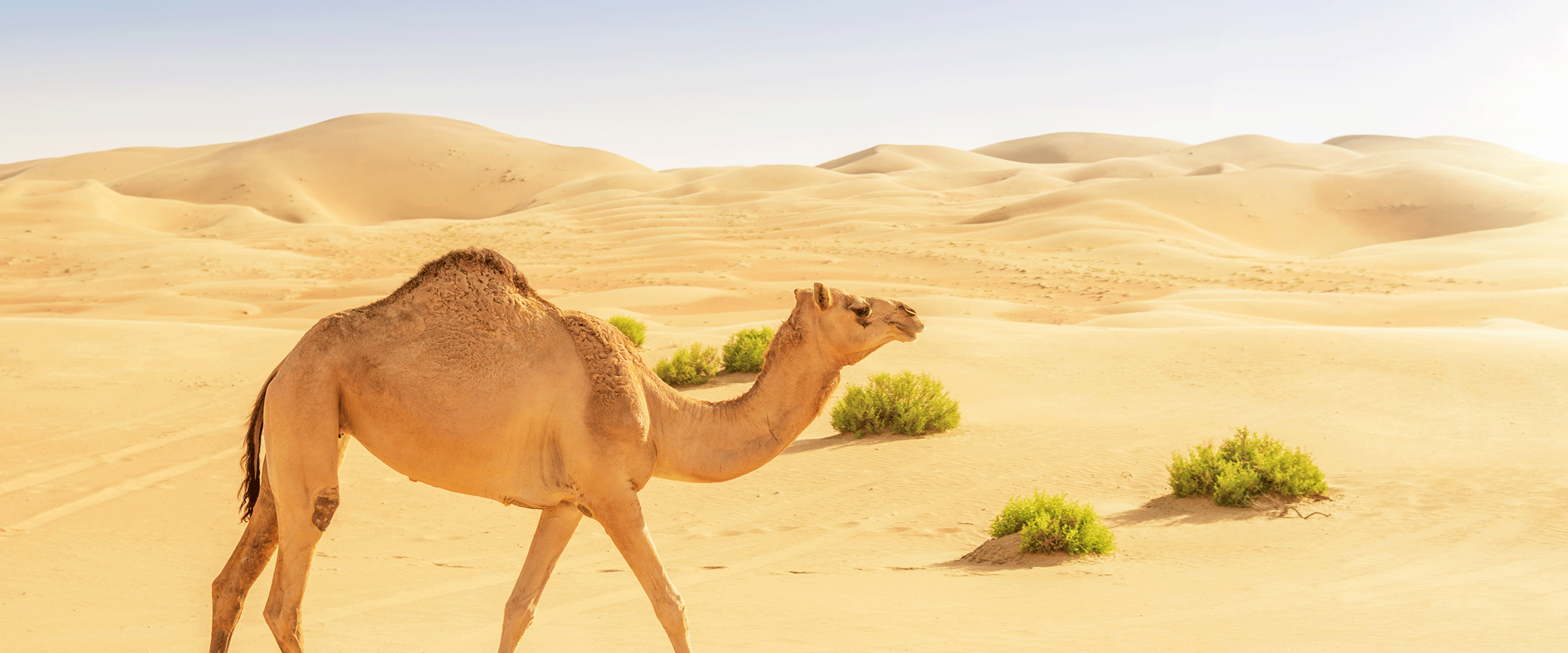 Dog Friendly Saudi Arabia