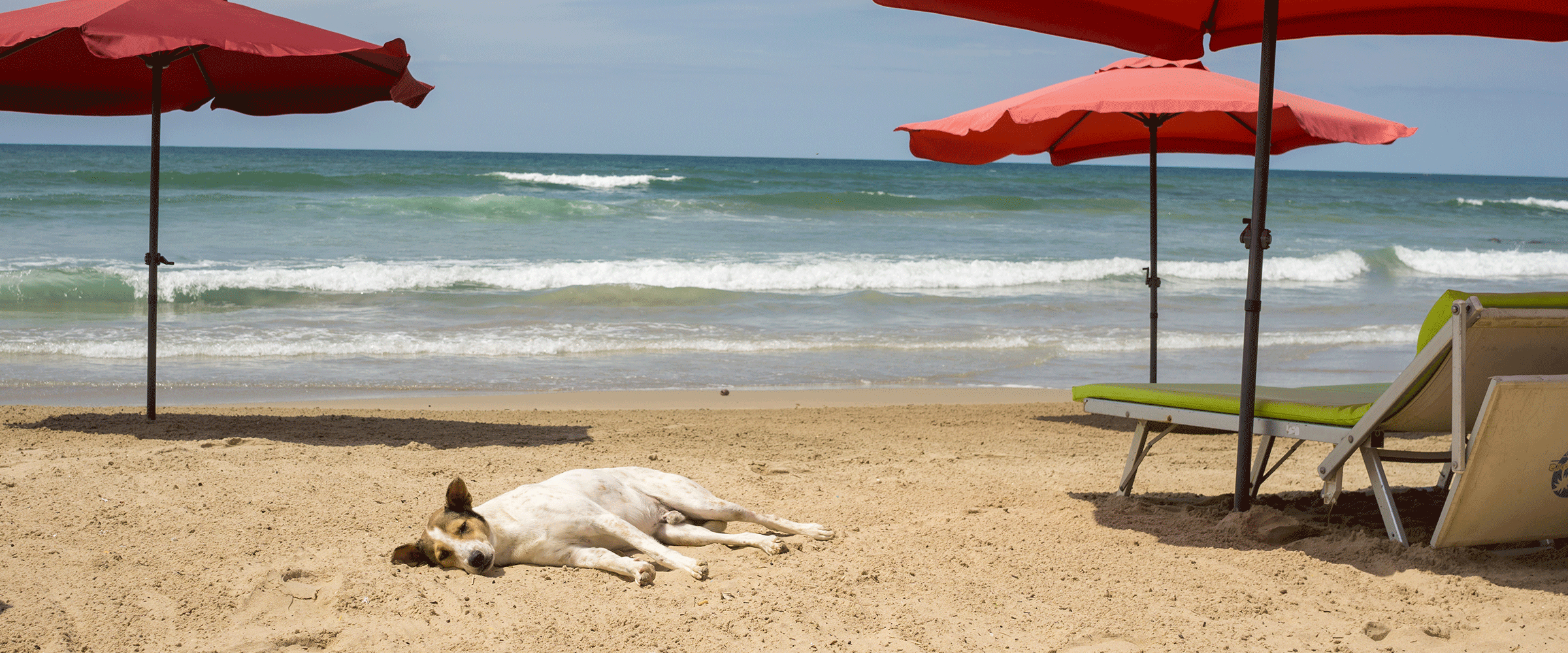 Dog Friendly Senegal