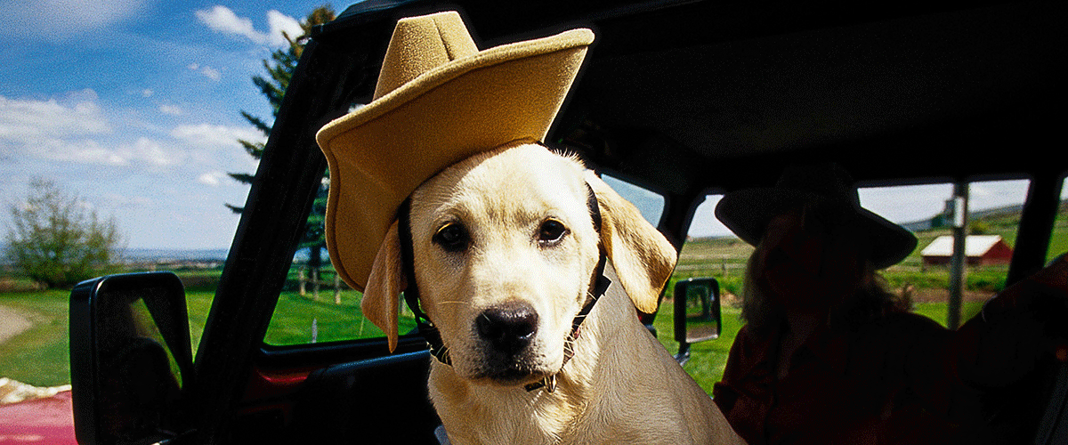 Dog Friendly Texas