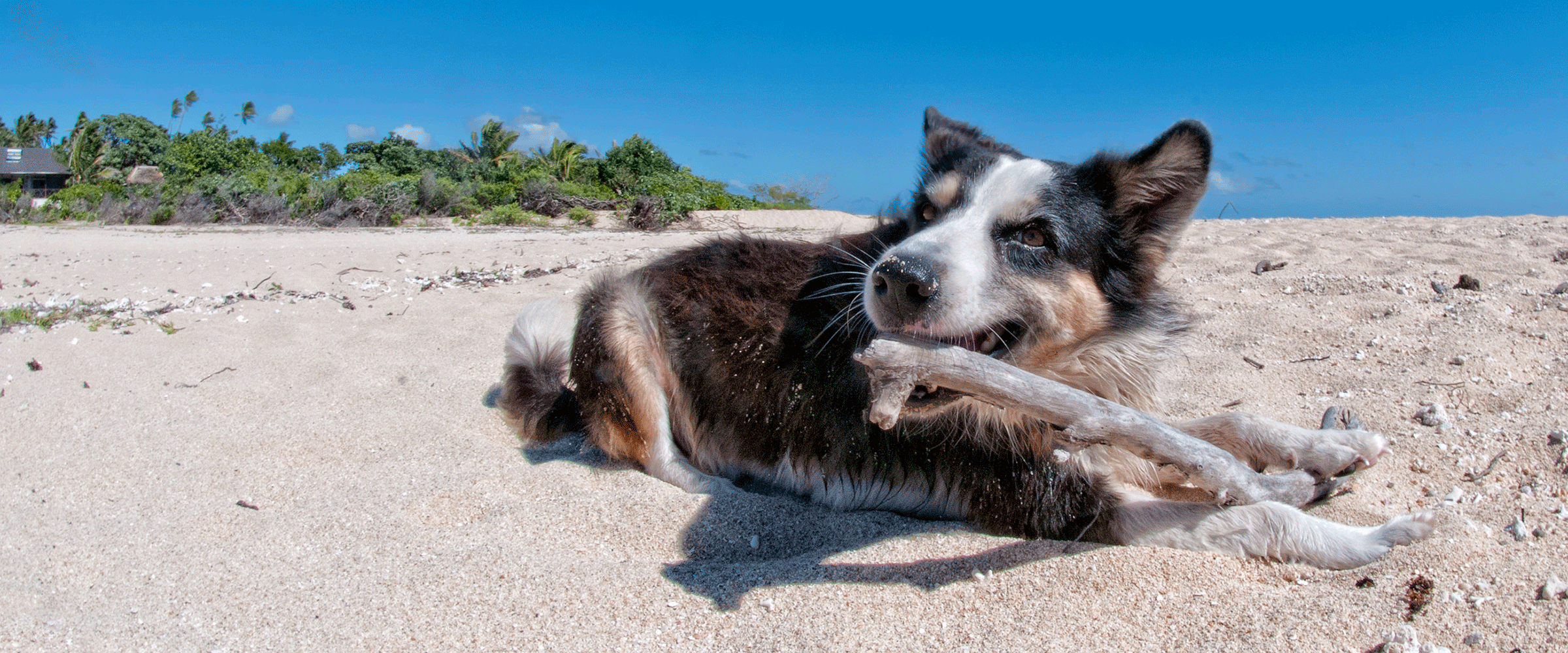 Dog Friendly Tonga