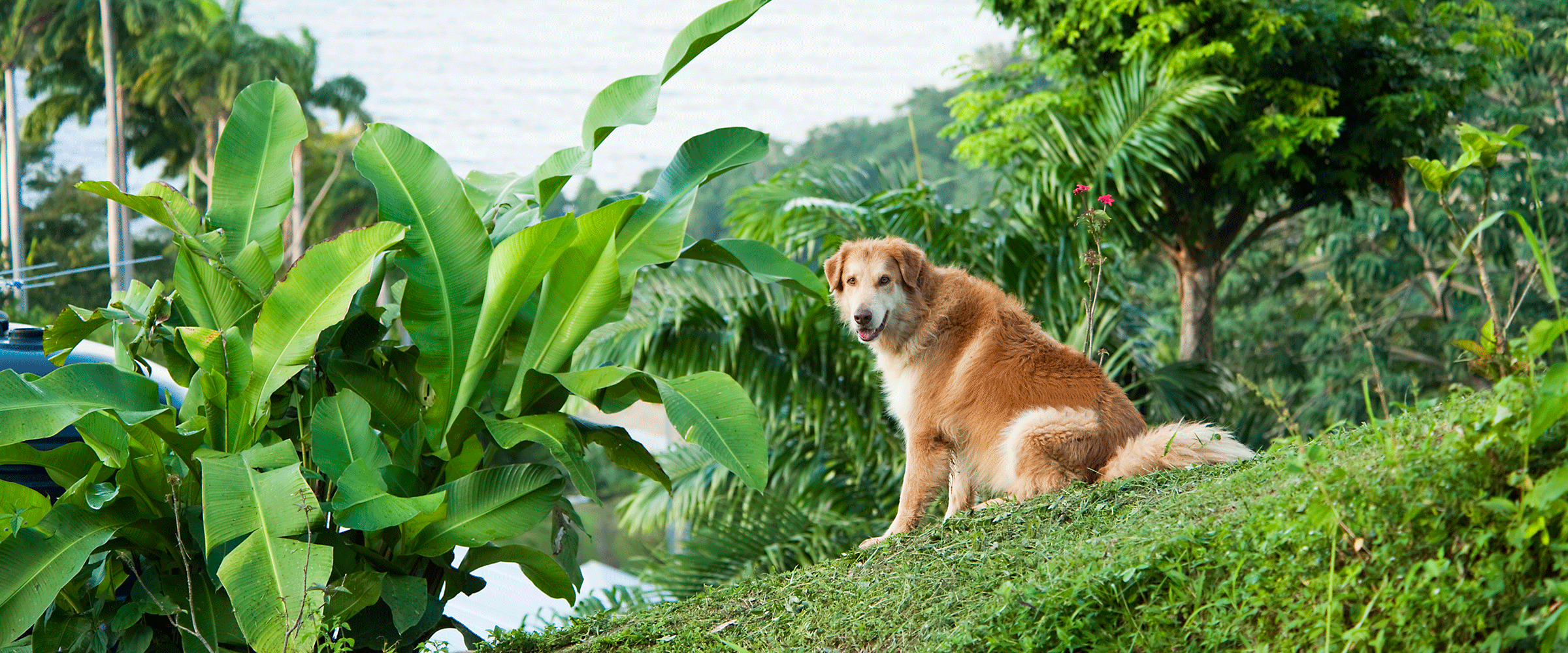 Dog Friendly Trinidad and Tobago
