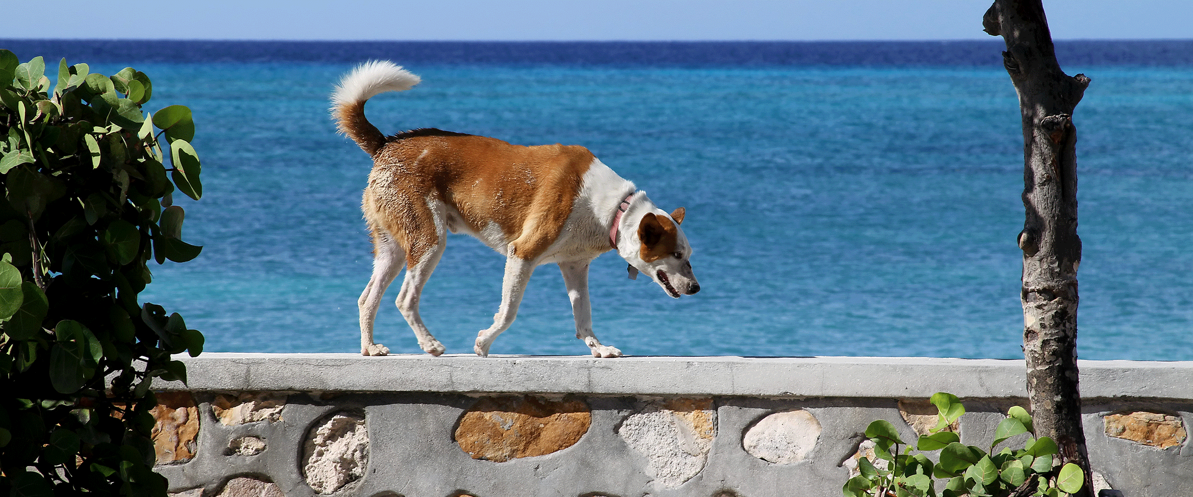 Dog Friendly Turks and Caicos