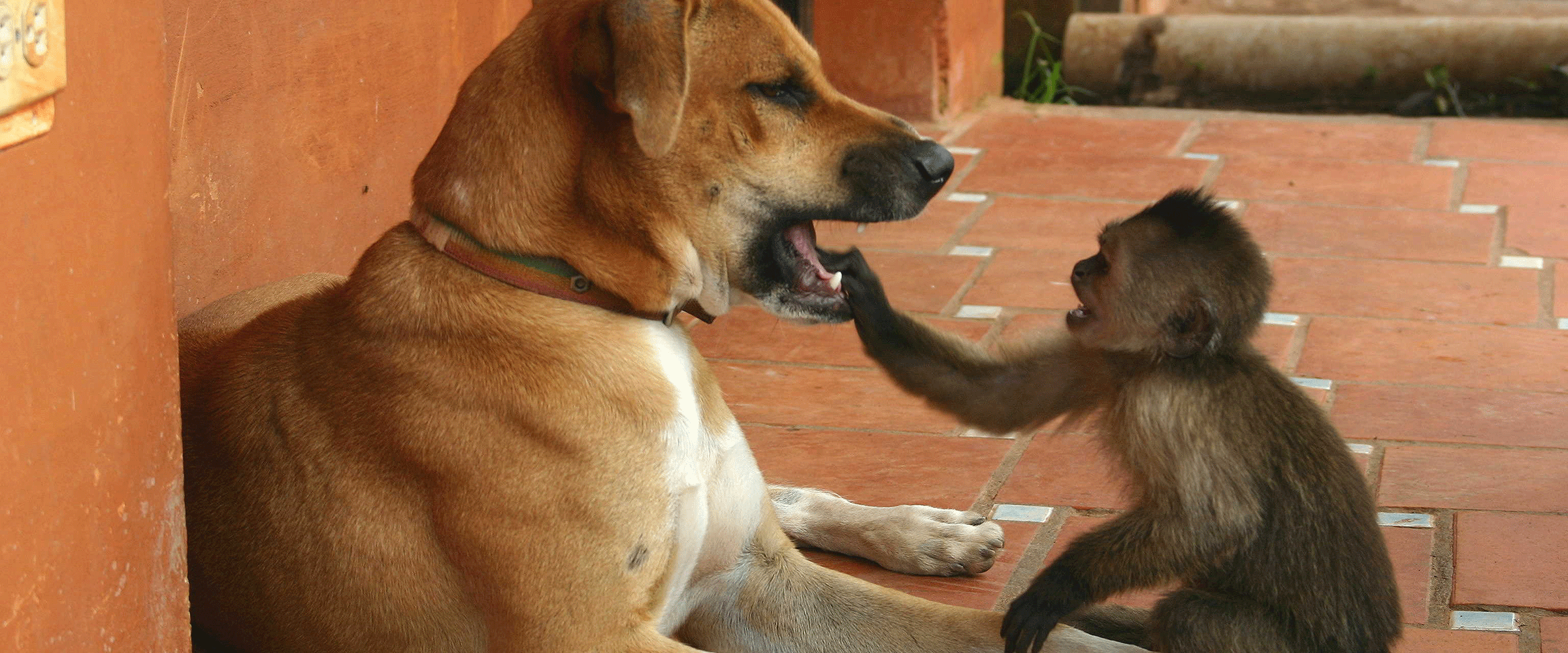 Dog Friendly Venezuela